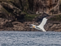 IMG 0106 (2)-Modifier  Fou de bassant aux abord des 7 iles